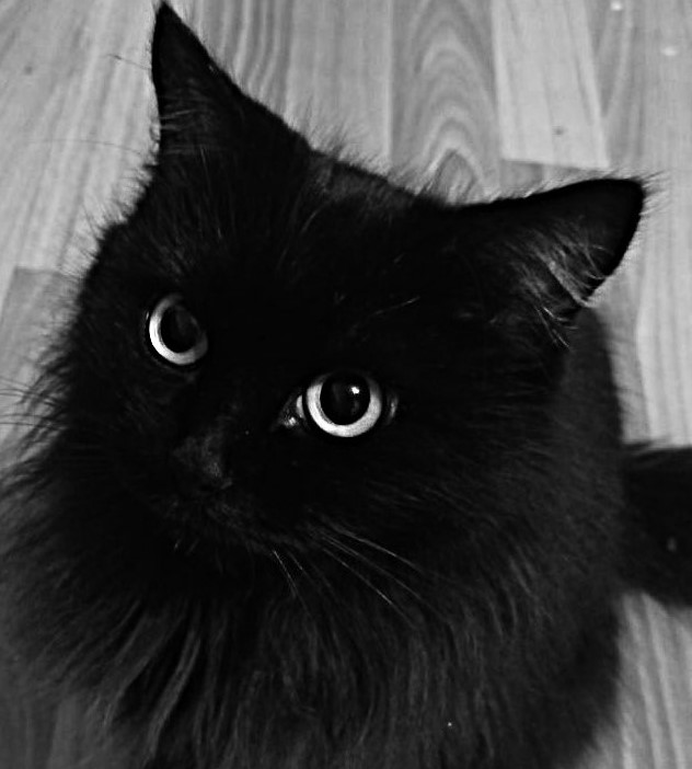 blackcat